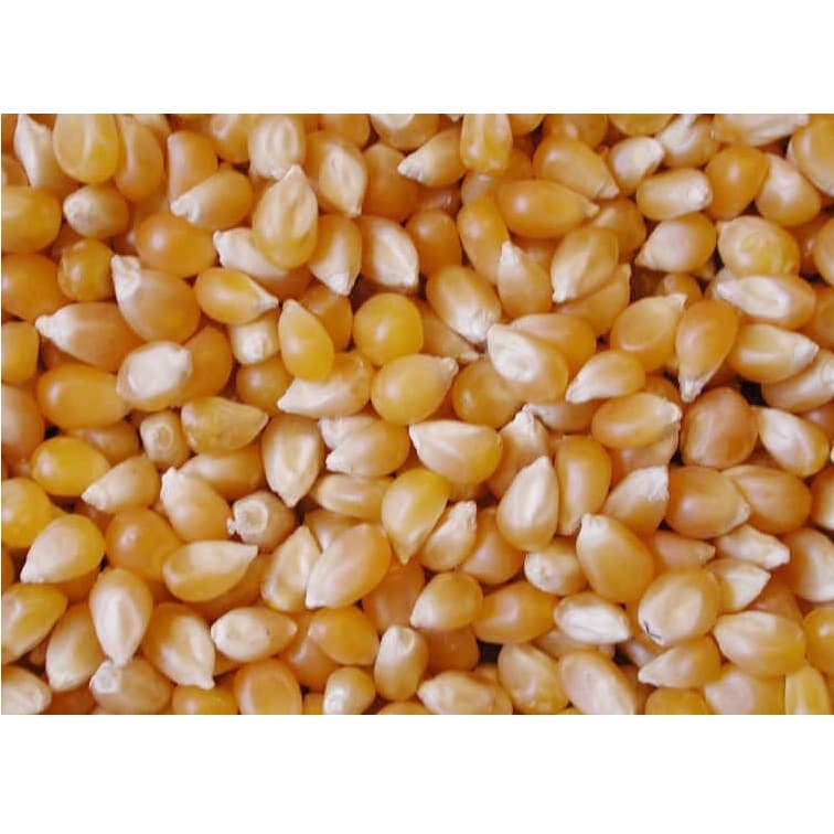 Yellow corn Reputed Supplier From Farm of India